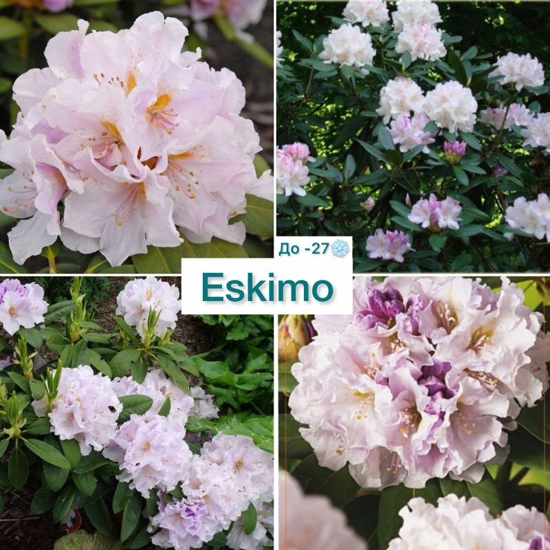 Eskimo
