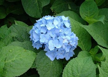 Гортензія NIKKO BLUE